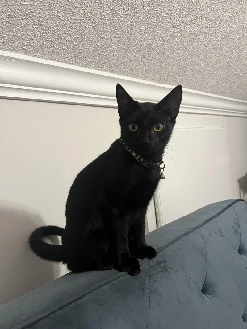 A young medium-sized male Black Domestic Short Hair cat named Gonzo for adoption in Camden, SC