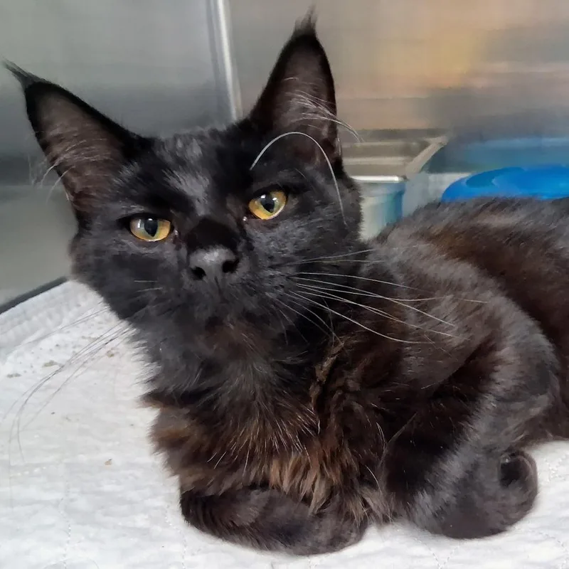 A young medium-sized male Black Domestic Medium Hair cat named Vader for adoption in Canton, IL