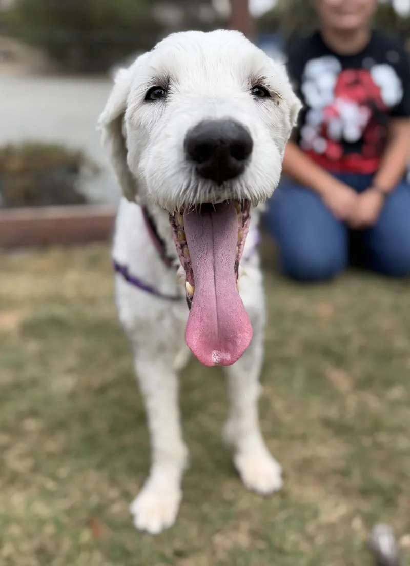 A senior medium-sized female White / Cream Old English Sheepdog dog named Squishy for adoption in Petaluma, CA