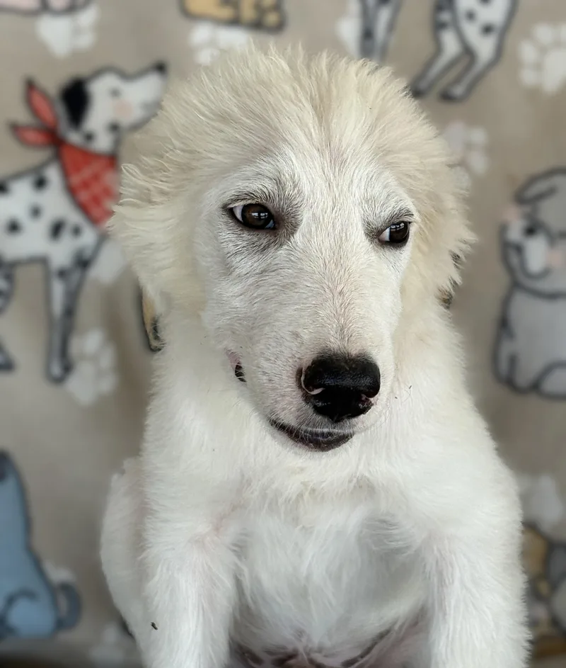 A young medium-sized male Great Pyrenees dog named Einstein — A Little for adoption in Houston, TX