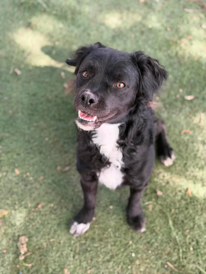 Snickers thumbnail 2