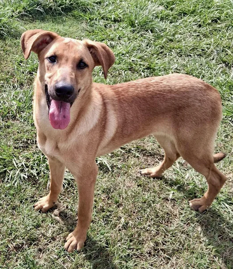 A young large-sized female Brown / Chocolate Shepherd dog named Daisy Meadow for adoption in Tomball, TX