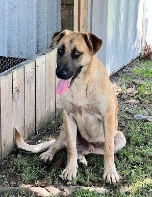 A young medium-sized male Anatolian Shepherd dog named Dan for adoption in Winter Park, CO