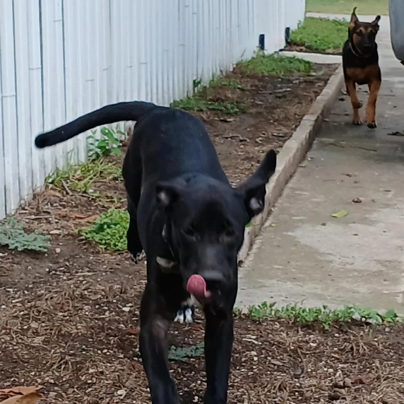 An adult medium-sized female Black Labrador Retriever dog named Ruby for adoption in San Antonio, TX