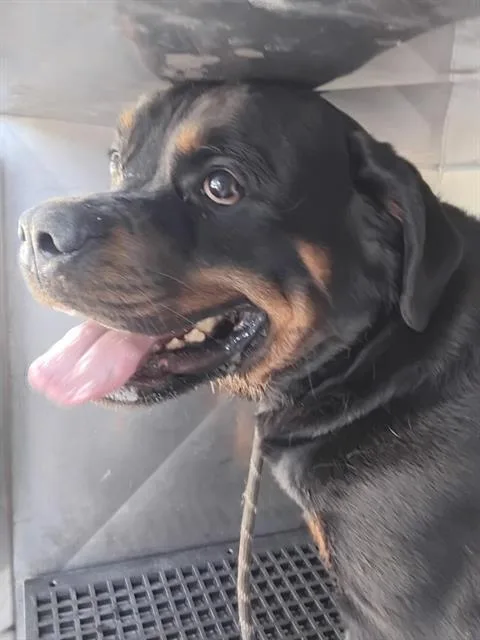 Bruno