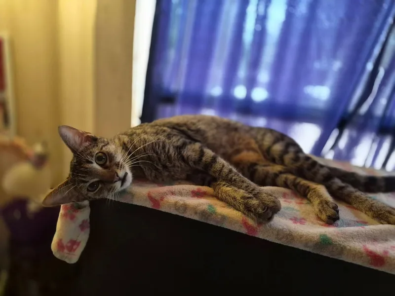 A young medium-sized female Tabby (Brown / Chocolate) Tabby cat named Piernes Aka Legs for adoption in Luling, TX