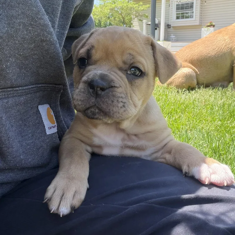 A baby medium-sized female Yellow / Tan / Blond / Fawn Bulldog dog named Sweet Baby Ray's Bbq for adoption in Grafton, OH