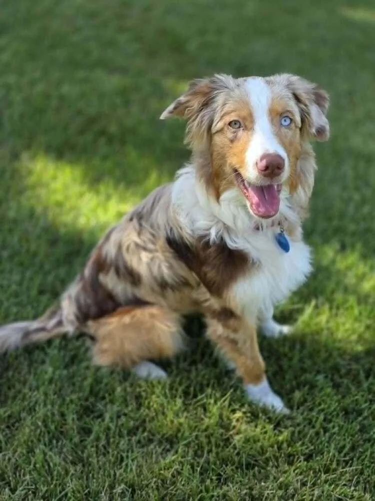 A baby medium-sized female Australian Shepherd dog named Muffin for adoption in Troy, IL