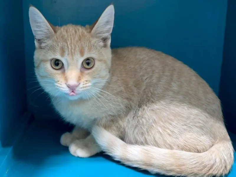 A baby small-sized male Domestic Short Hair cat named Ollie for adoption in Powell, OH