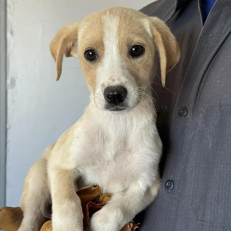 A baby large-sized female Yellow / Tan / Blond / Fawn Labrador Retriever dog named Galway for adoption in Kanab, UT