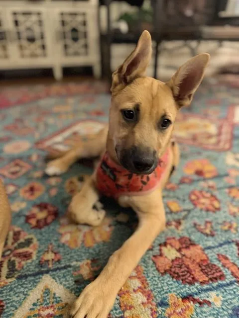 Posie Urgent