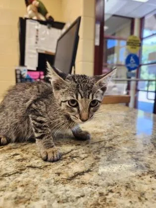A baby small-sized male Domestic Short Hair cat named Toyota Corolla for adoption in Independence, MO