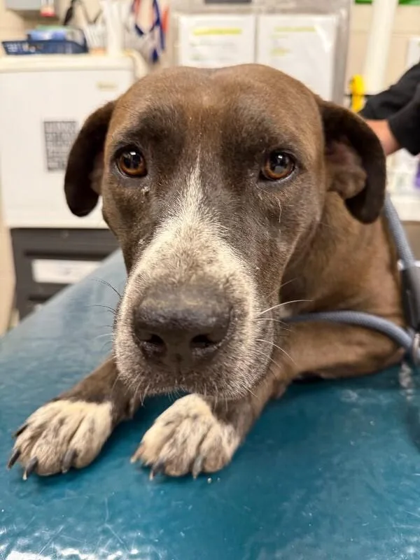 An adult medium-sized female Brown / Chocolate Mixed Breed dog named Winnie for adoption in Mobile, AL