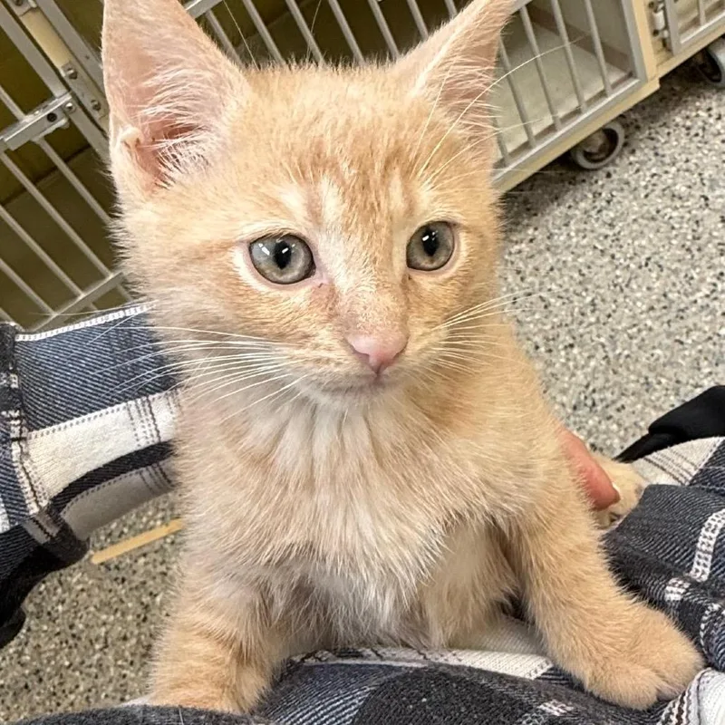 A baby small-sized male Domestic Short Hair cat named Tree for adoption in West Olive, MI