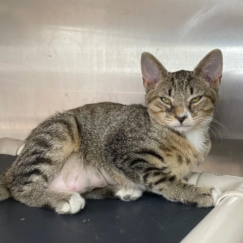 A young medium-sized female Domestic Short Hair cat named Rhino for adoption in Roanoke, VA