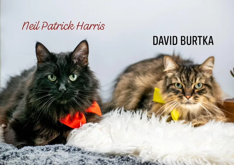 Neil And David thumbnail 6