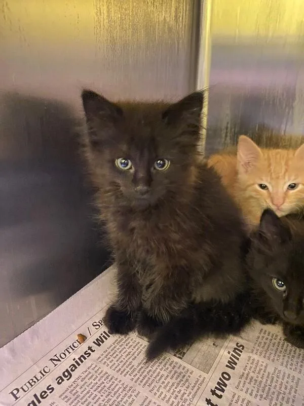 A young medium-sized male Black Domestic Medium Hair cat named Norma for adoption in Jackson, TN
