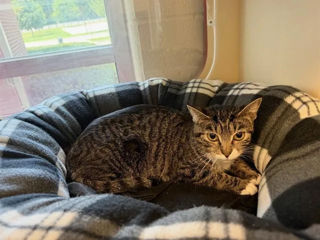 A young medium-sized female Domestic Short Hair cat named Madison for adoption in Louisville, KY
