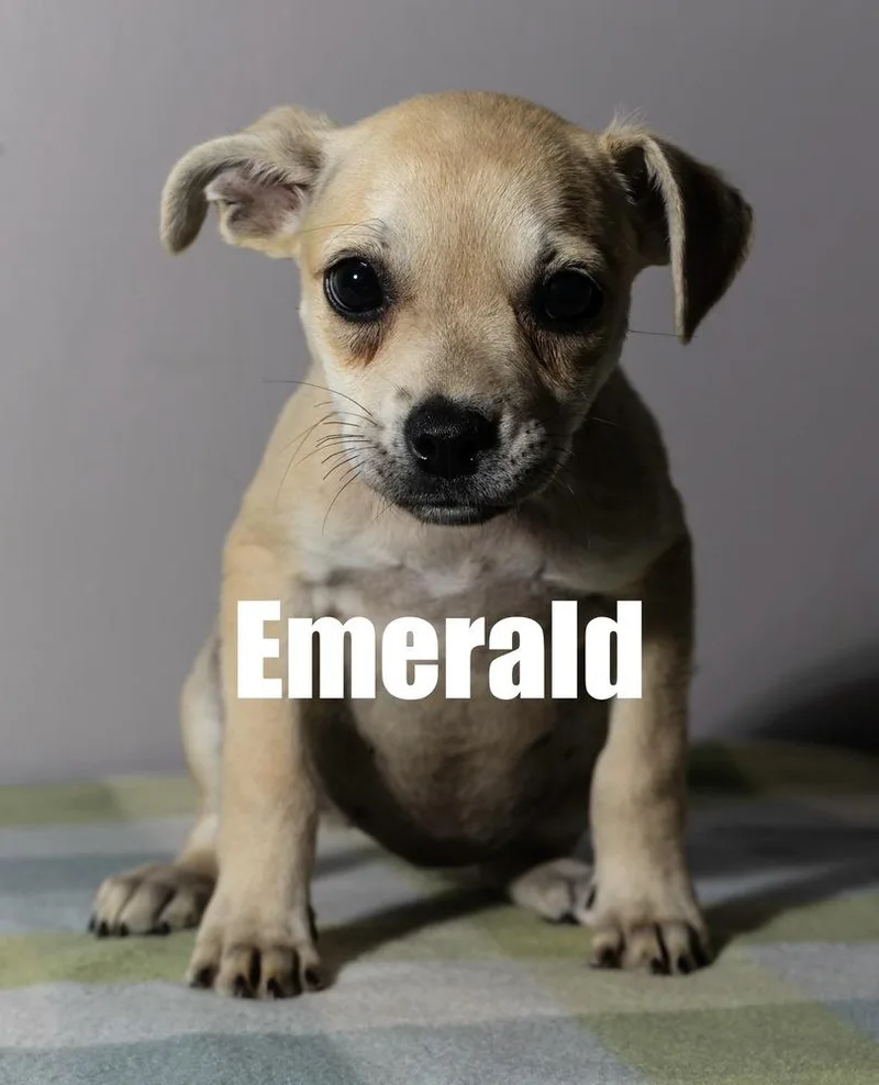 Emerald