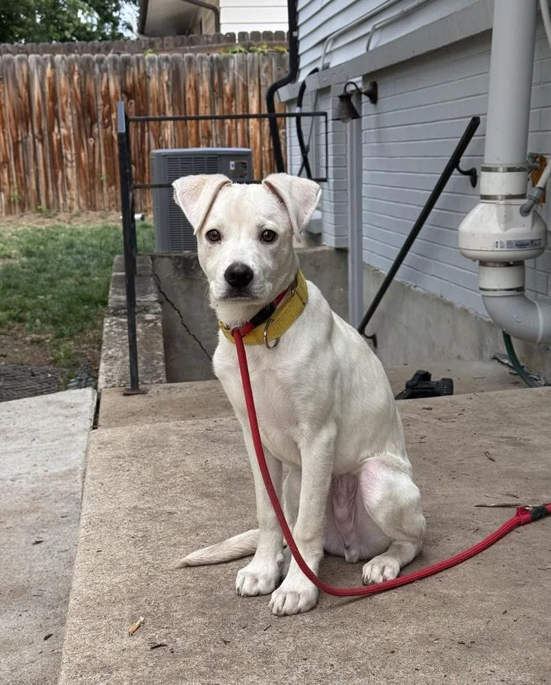 A baby medium-sized male White / Cream Labrador Retriever dog named Costa Pierogi for adoption in Broomfield, CO