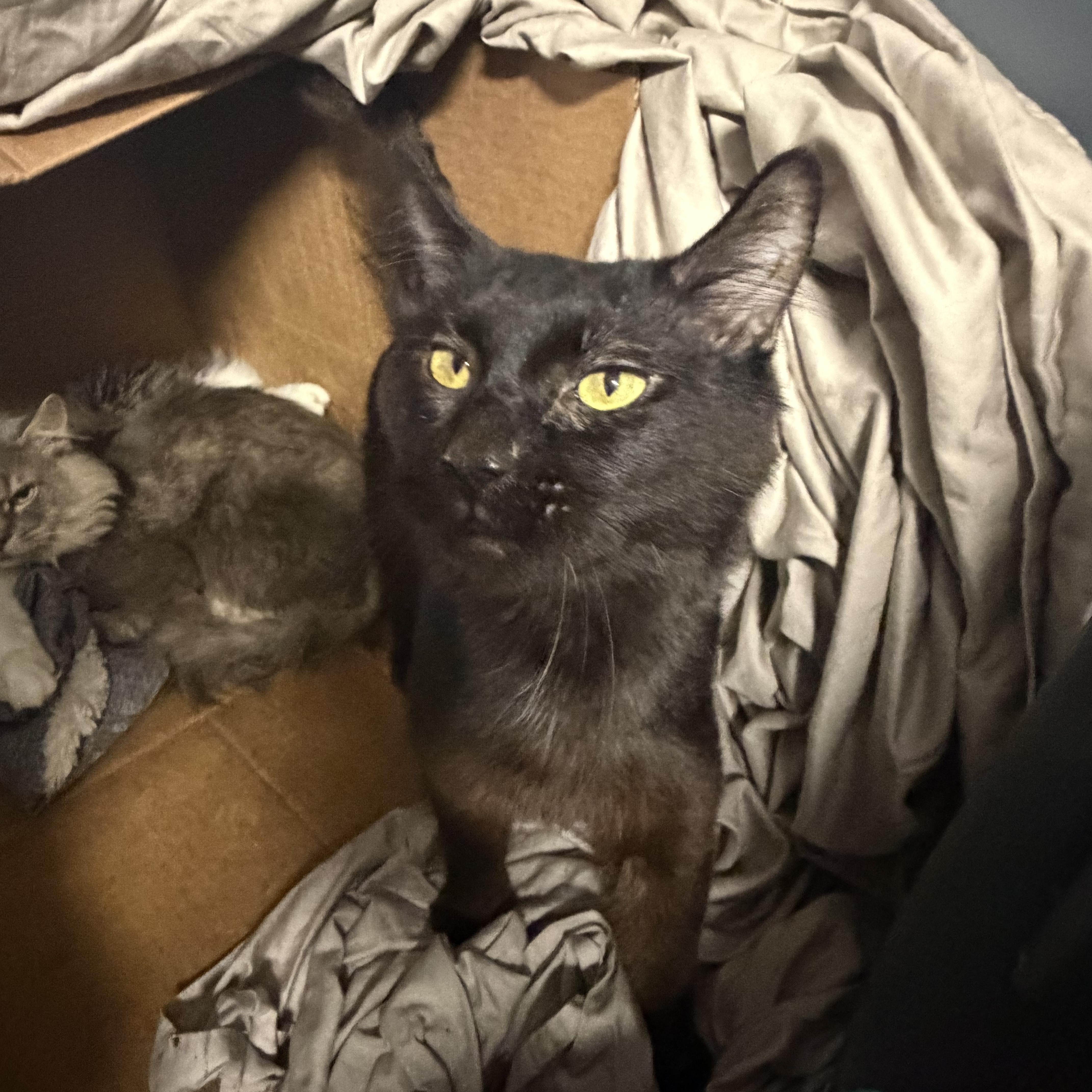 An adult medium-sized male Domestic Medium Hair cat named Flint for adoption in Pottsville, PA