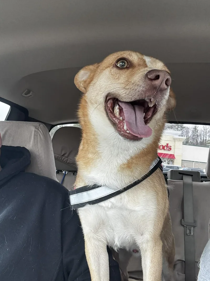 Spin Diesel thumbnail 2