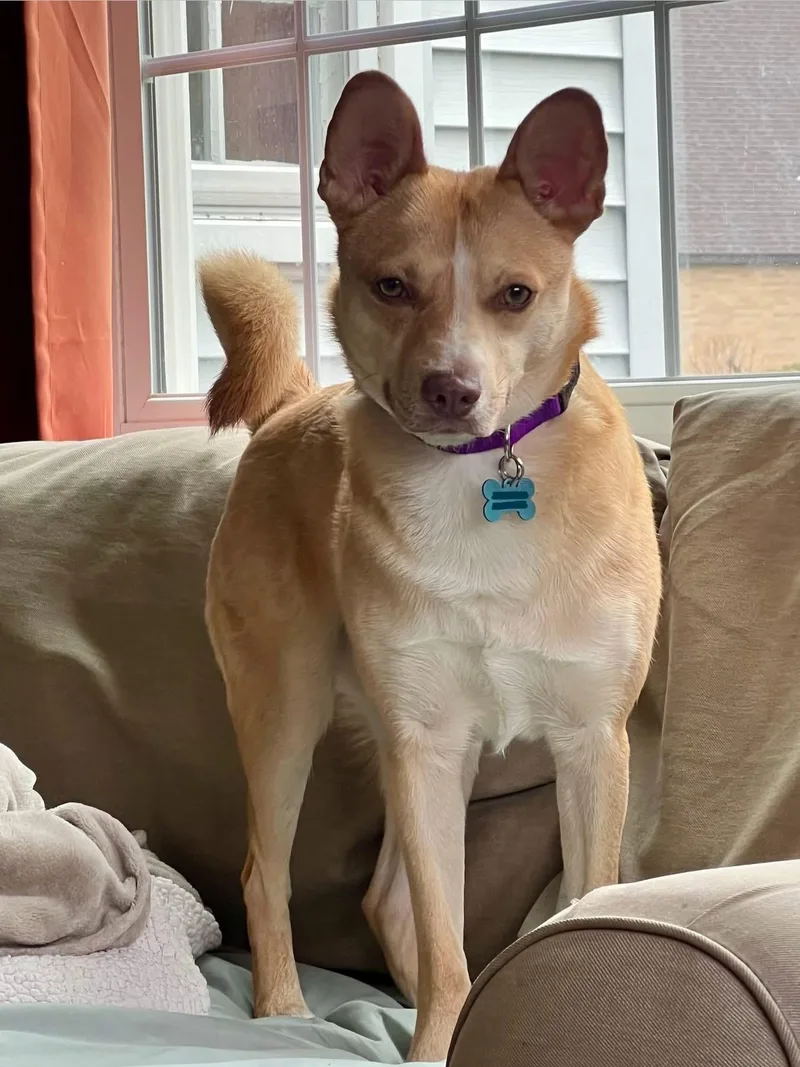 Spin Diesel thumbnail 6