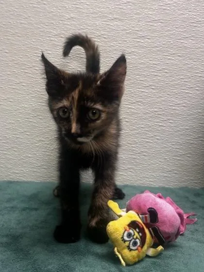 A young small-sized female Domestic Short Hair cat named Tris for adoption in Phoenix, AZ