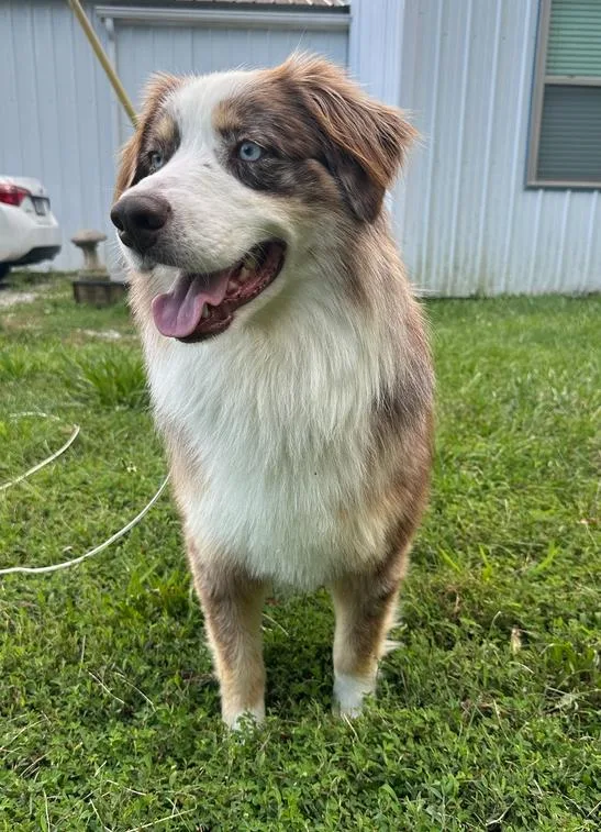 A young medium-sized male Merle (Red) Australian Shepherd dog named Freckles NKA Soma for adoption in Ringwood, IL