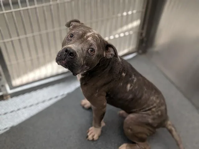 An adult medium-sized male Pit Bull Terrier dog named Diesel for adoption in Dallas, TX