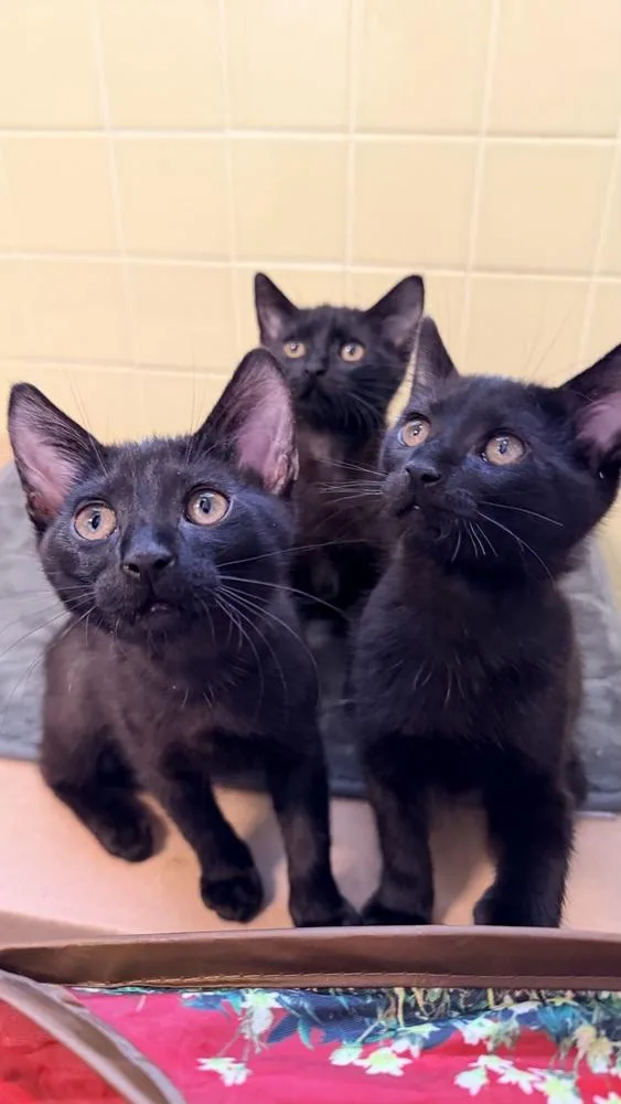 A baby small-sized female Domestic Short Hair cat named No Ketchup for adoption in Chicago, IL