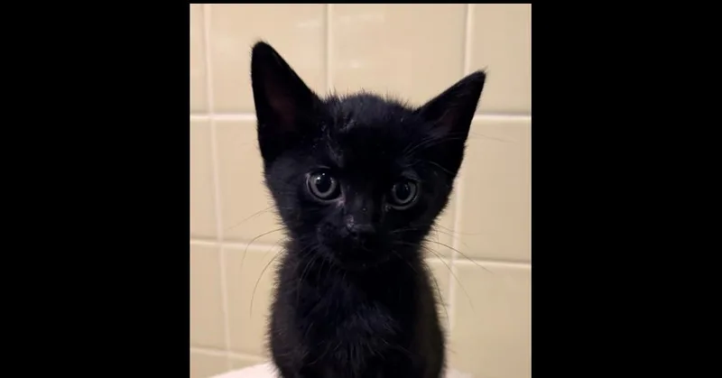 No Ketchup thumbnail 2