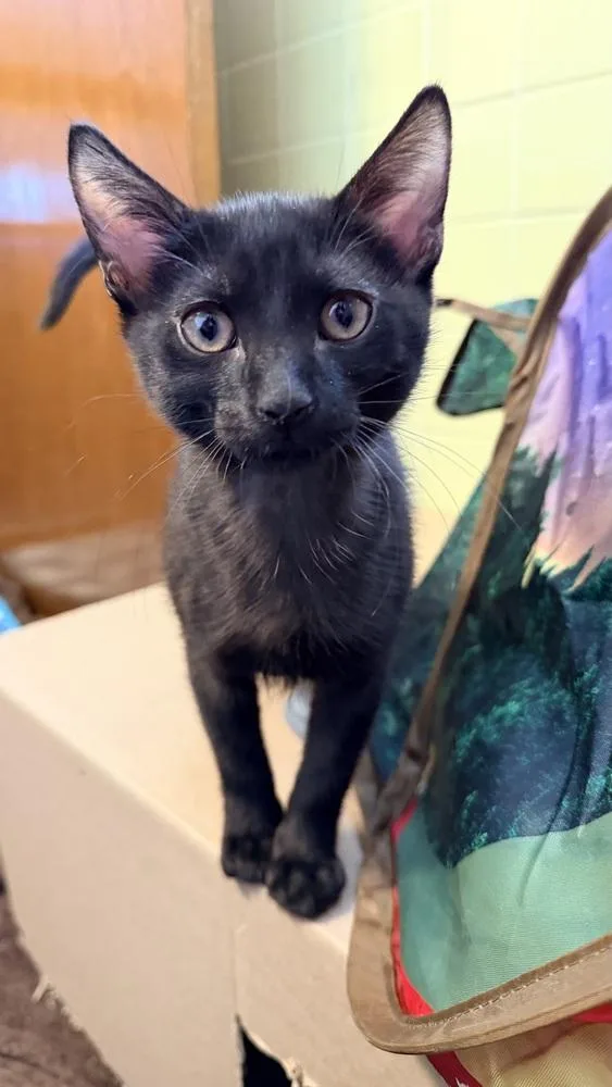 No Ketchup thumbnail 3