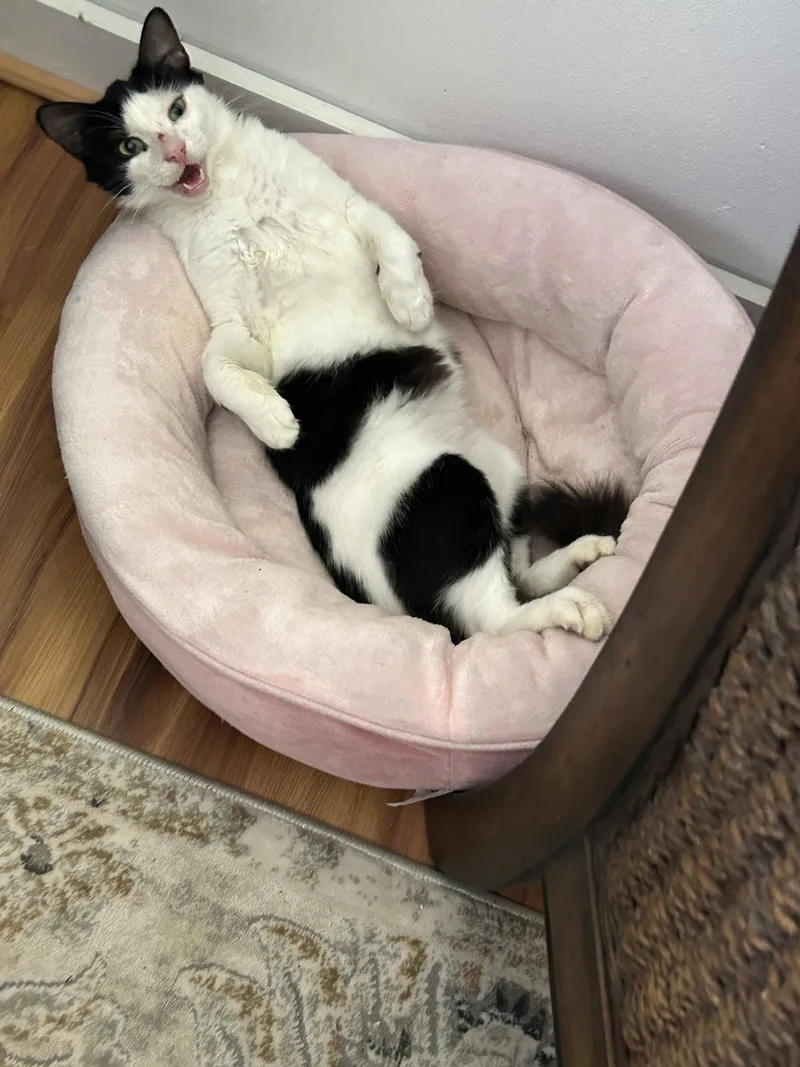A young medium-sized male Tuxedo cat named Bucky Napa Petco for adoption in Napa, CA