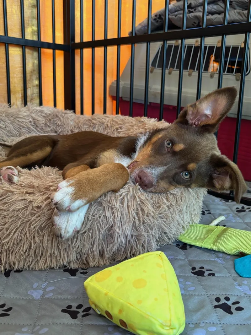 A baby large-sized male Shepherd dog named Teddy for adoption in Redwood City, CA