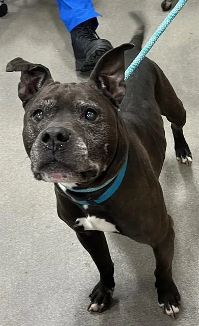 A senior small-sized male Terrier dog named Moonlight for adoption in Upper Marlboro, MD