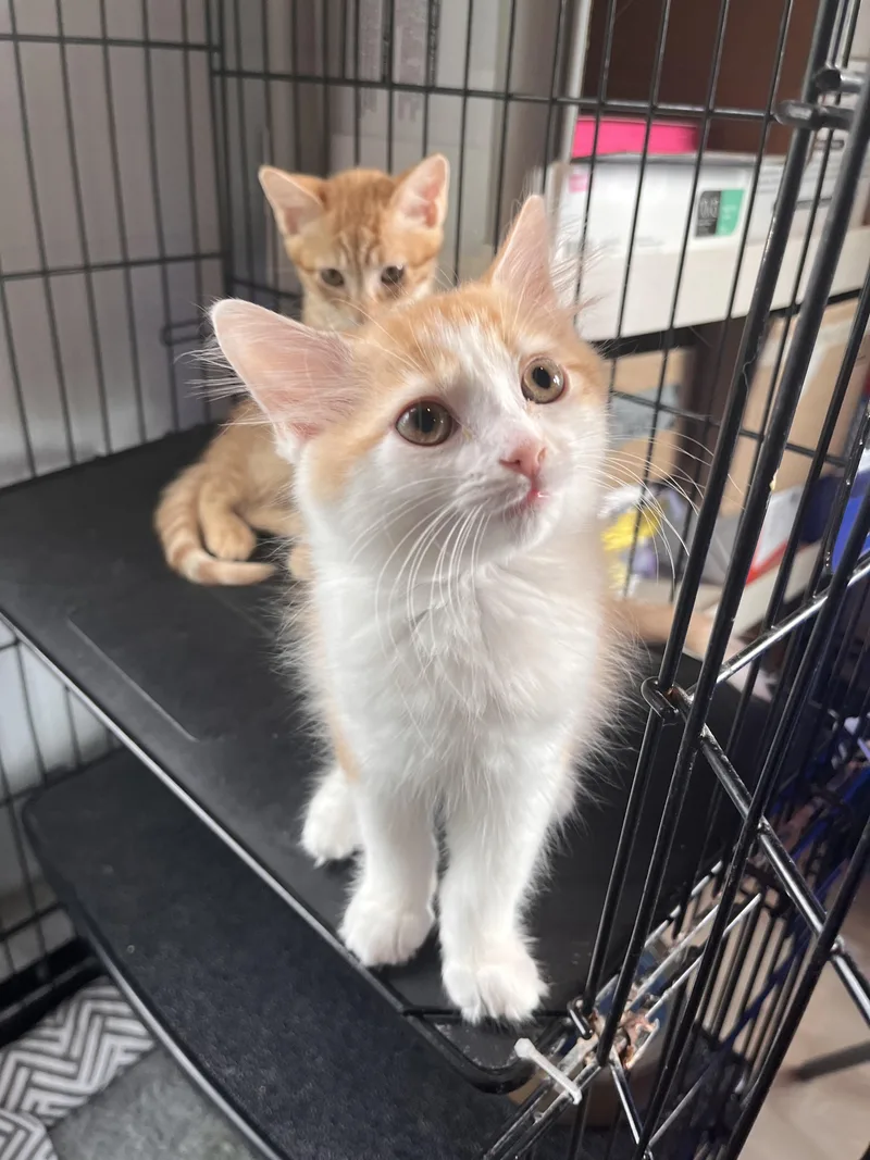 A baby small-sized male Orange & White Domestic Medium Hair cat named Creamsicle for adoption in Salisbury, MA