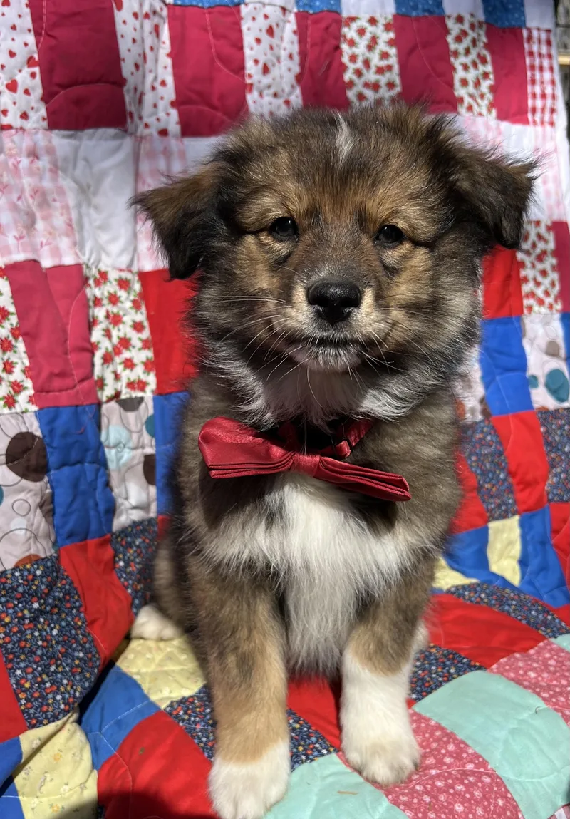 A baby small-sized male Golden Pomeranian dog named Whisp for adoption in Sequatchie, TN
