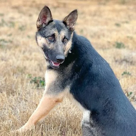 A young medium-sized female German Shepherd Dog dog named Purity for adoption in Salem, OR