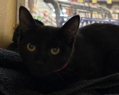 A baby small-sized female Domestic Short Hair cat named Tango for adoption in West Seneca, NY