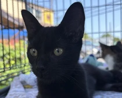 Tango thumbnail 2