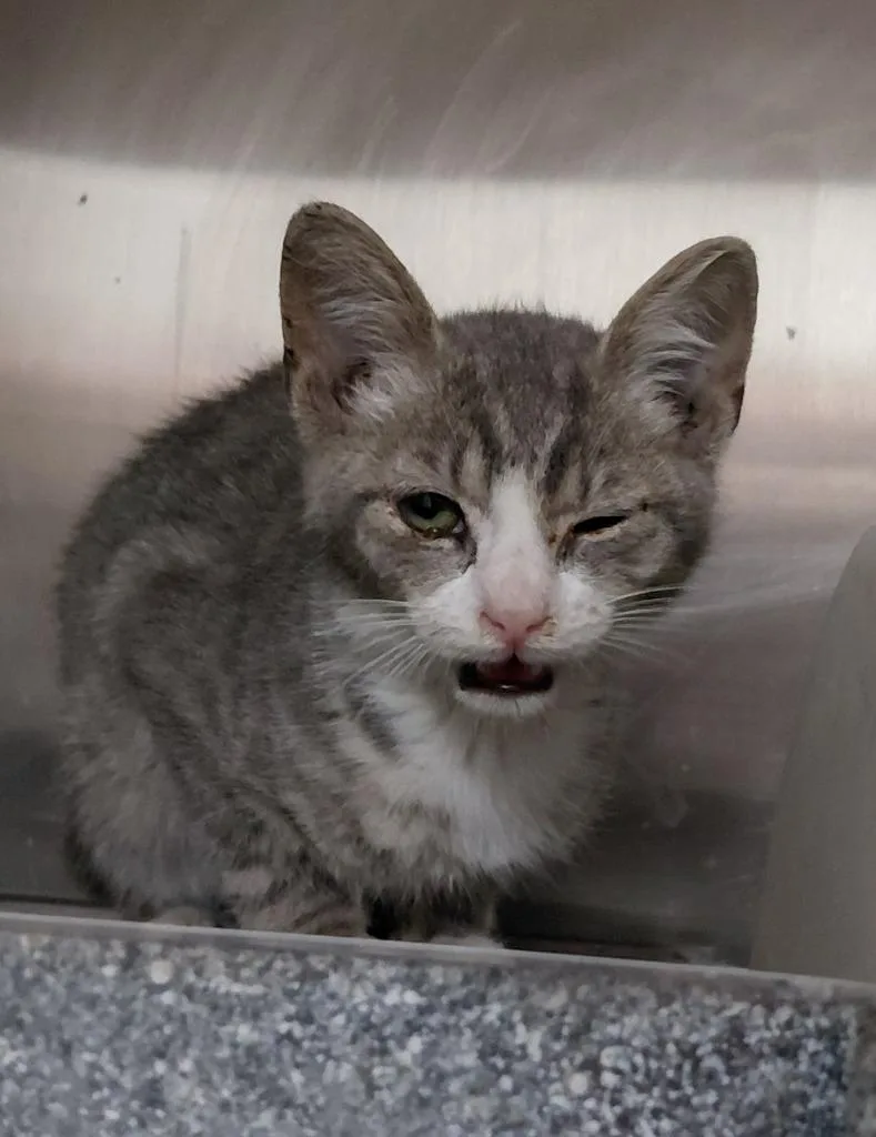 A baby small-sized female Domestic Short Hair cat named Davina for adoption in Henderson, NC