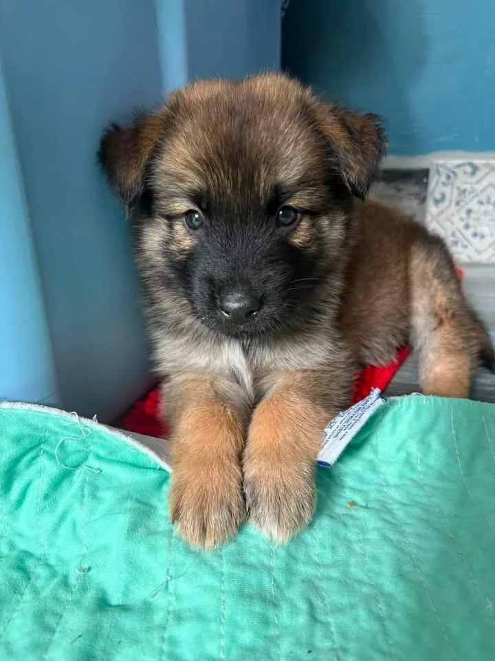 A baby large-sized male German Shepherd Dog dog named Luke for adoption in Berlin, NJ
