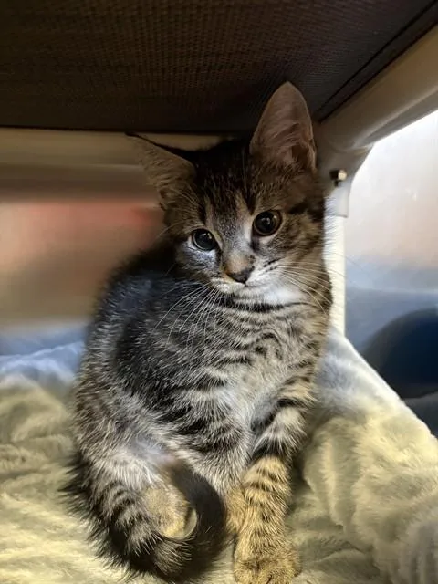 A baby medium-sized female Domestic Short Hair cat named Lizzie for adoption in Brewster, MA