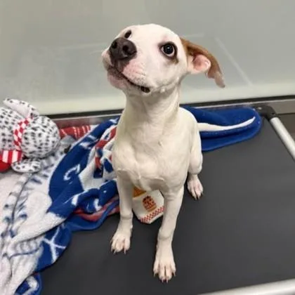 A young medium-sized male Mixed Breed dog named Alaska for adoption in Dallas, TX