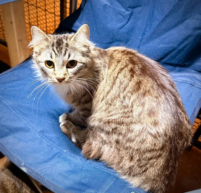 Sheinelle thumbnail 2