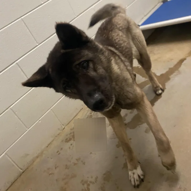 A senior medium-sized female Black Akita dog named Luna  U for adoption in Tupelo, MS