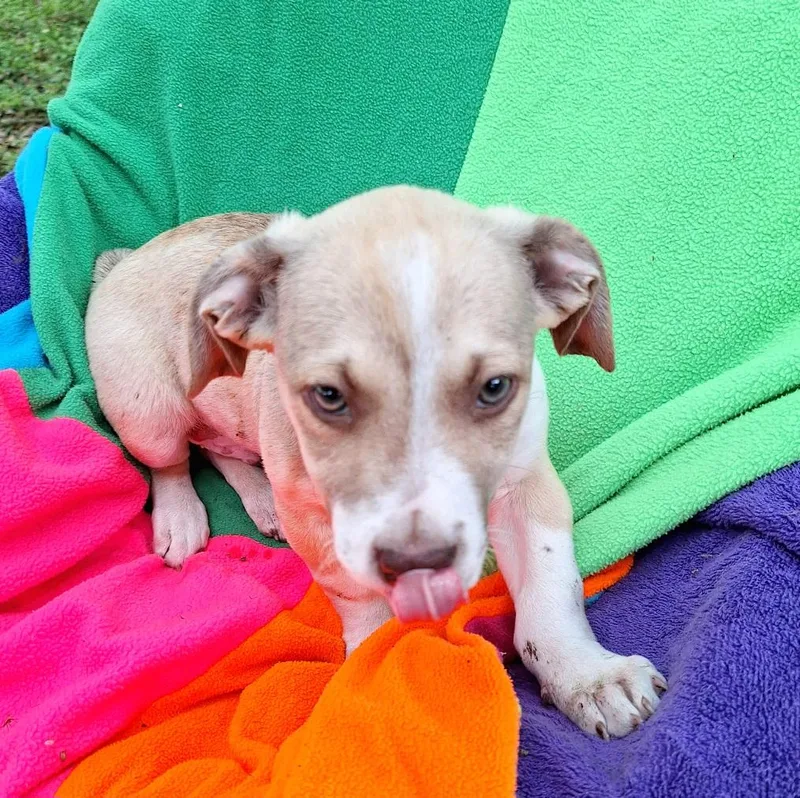 A baby medium-sized male Dachshund dog named Fintano Wat for adoption in Missouri City, TX