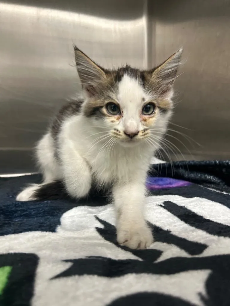 A baby medium-sized female Domestic Medium Hair cat named Ninja for adoption in Hartsville, SC