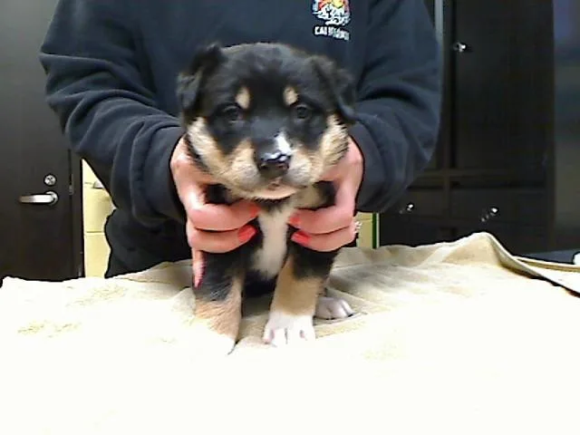 A baby medium-sized female German Shepherd Dog dog named Faith for adoption in Cookeville, TN